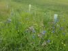 Flowers in the pond edge mix