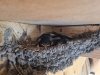 The last brood of Swallows in the nest.