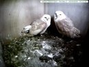 Barn Owls in the nest box