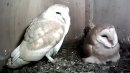 Barn Owls in the Nest Box