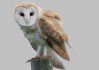 Barn Owl