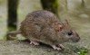 Brown Rat