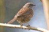 Dunnock