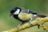 Great Tit