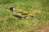 Green Woodpecker