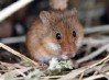 Harvest Mouse