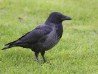 Hooded Crow