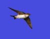 House Martin