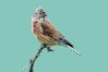 Linnet