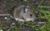 Long Tailed Field Mouse