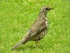 Mistle Thrush