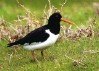 Oystercatcher