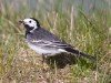 Pied Wagtail