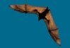 Pipistrelle Bat