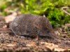 Pygmy Shrew