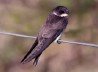 Sand Martin