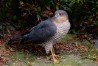 Sparrowhawk