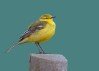 Yellow Wagtail