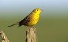 Yellowhammer